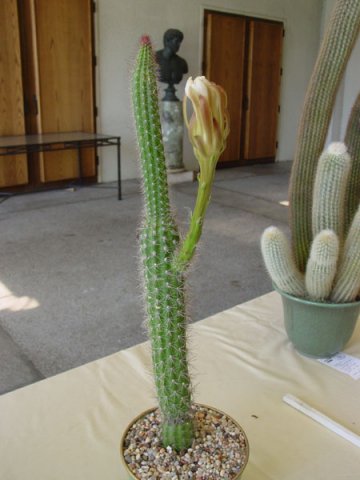 Peniocereus_serpentinus